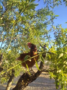 Galli arbol